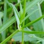 Stellaria graminea leaf picture by Marie (cc-by-sa)