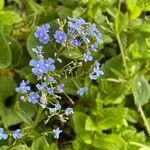 Brunnera macrophylla flower picture by David Hocken (cc-by-sa)