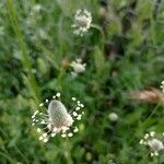 Plantago lagopus flower picture by García Calero Cristina (cc-by-sa)