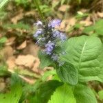 Ajuga reptans habit picture by Coralie Muschietti (cc-by-sa)