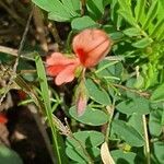 Indigofera brevicalyx flower picture by susan brown (cc-by-sa)