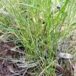 Dianella caerulea habit picture by ian connop (cc-by-sa)