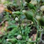 Hieracium glaucinum fruit picture by Ralf Jakob (cc-by-sa)