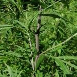 Artemisia verlotiorum habit picture by Samuele Nesti (cc-by-sa)