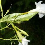 Allomarkgrafia brenesiana flower picture by Nelson Zamora Villalobos (cc-by-nc)