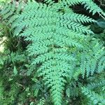 Lomatia ferruginea leaf picture by Daniel Barthelemy (cc-by-nc)