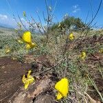 Crotalaria laburnifolia habit picture by susan brown (cc-by-sa)