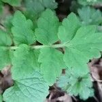 Papaver cambricum leaf picture by charlotte Rose (cc-by-sa)