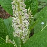 Phytolacca acinosa flower picture by Rob van den Berg (cc-by-sa)