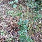 Quercus nigra habit picture by Eli Small (cc-by-sa)