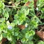 Veronica persica habit picture by Bernard Fabier (cc-by-sa)