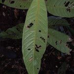 Eugenia cupulata leaf picture by Lisa Moreno (cc-by-sa)