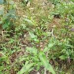 Persicaria maculosa habit picture by Philippe Levarlet (cc-by-sa)