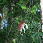 Pachira aquatica flower picture by Hervé Goëau (cc-by-sa)