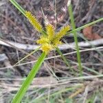 Cyperus ligularis habit picture by Trap Hers (cc-by-sa)