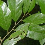 Licania hypoleuca leaf picture by Nelson Zamora Villalobos (cc-by-nc)