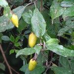 Solanum phoxocarpum habit picture by Maarten Vanhove (cc-by-sa)