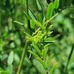 Astragalus glaux leaf picture by Émile Maurice (cc-by-sa)