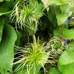 Clematis viticella fruit picture by Dorothea Treichel-Linnenweber (cc-by-sa)