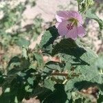 Malva subovata flower picture by Philippe Lecointre (cc-by-sa)