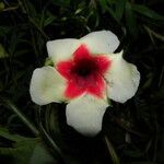 Mandevilla hirsuta flower picture by Nelson Zamora Villalobos (cc-by-nc)