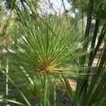 Cyperus giganteus leaf picture by Muzzachiodi Norberto (cc-by-sa)