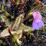 Pinguicula calyptrata leaf picture by Fabien Anthelme (cc-by-sa)