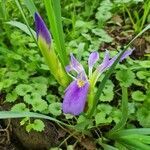 Iris brevicaulis leaf picture by Gayle Judkins (cc-by-sa)