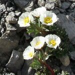 Ranunculus glacialis flower picture by Alain Lagrave (cc-by-sa)