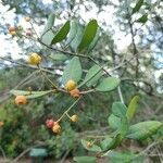 Myrcia palustris fruit picture by Thiago Flores Flores (cc-by-sa)