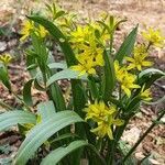 Gagea lutea leaf picture by Thomas Andreef (cc-by-sa)