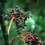 Chamaedorea tepejilote fruit picture by Hervé Goëau (cc-by-sa)