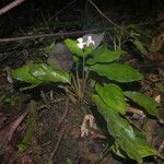 Goeppertia micans flower picture by Nelson Zamora Villalobos (cc-by-nc)