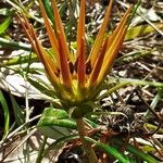 Gazania rigens flower picture by Paul FRANCK (cc-by-sa)