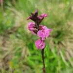 Pedicularis rostratospicata flower picture by Landsiedl Anton (cc-by-sa)