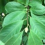 Magnolia acuminata leaf picture by Nancy Schiano (cc-by-sa)