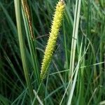 Carex rostrata flower picture by Michel Gocik (cc-by-sa)