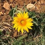 Helianthus annuus flower picture by Phil van acker (cc-by-sa)