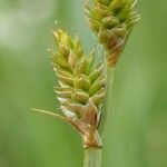 Carex canescens fruit picture by Yoan MARTIN (cc-by-sa)