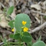 Coronilla scorpioides flower picture by Denis Bastianelli (cc-by-sa)