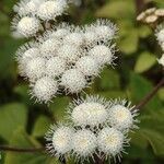 Ageratina adenophora flower picture by bill oconnor (cc-by-sa)