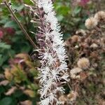 Actaea racemosa flower picture by William Coville (cc-by-sa)