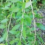 Lycium barbarum habit picture by Jäger Latein (cc-by-sa)