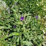 Echium plantagineum habit picture by Tolga COSKUN (cc-by-sa)