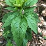 Eupatorium cannabinum leaf picture by dewara (cc-by-sa)