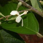 Quararibea stenophylla flower picture by Nelson Zamora Villalobos (cc-by-nc)