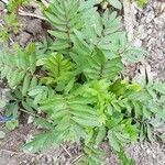 Valeriana officinalis habit picture by Catia 123 (cc-by-sa)