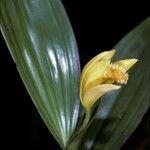 Sobralia bletiae flower picture by Daniel Barthelemy (cc-by-nc)