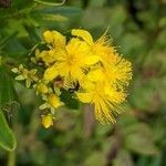 Hypericum densiflorum flower picture by Andy Sheets (cc-by-sa)