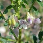 Vicia ervilia flower picture by Mehmet Basbag (cc-by-sa)